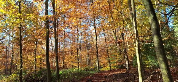 Woods in Autumn